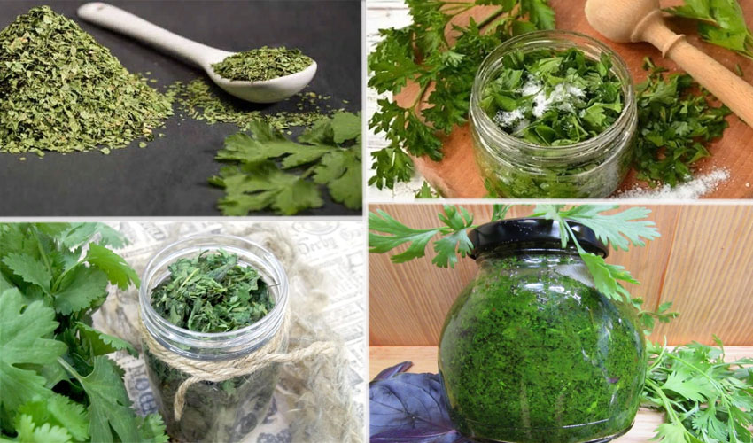 Как хранить зелень Как хранить зелень