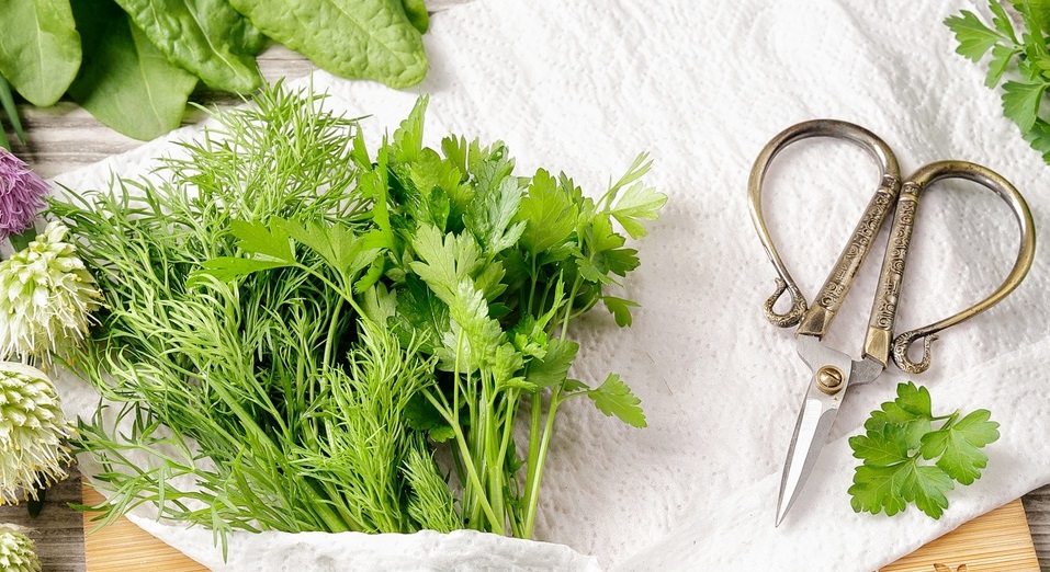 Как хранить зелень Как хранить зелень