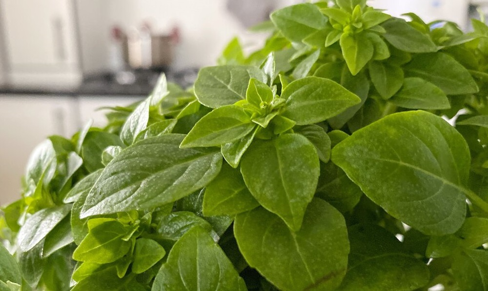 Как хранить зелень Как хранить зелень