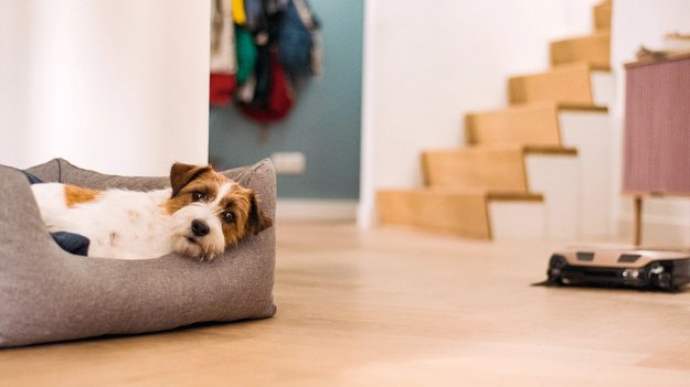 Робот-пылесос Miele SPQL0 Scout RX3 Home Vision HD (фото 7) Робот-пылесос Miele SPQL0 Scout RX3 Home Vision HD (preview 7)