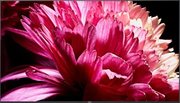 Телевизор Сони KD-75XG9505 фото 3 Телевизор Sony KD-75XG9505 фото 3