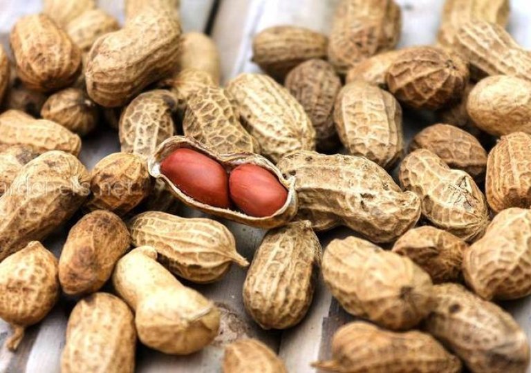 Можно ли, как и сколько хранить арахис в холодильнике? Можно ли, как и сколько хранить арахис в холодильнике?