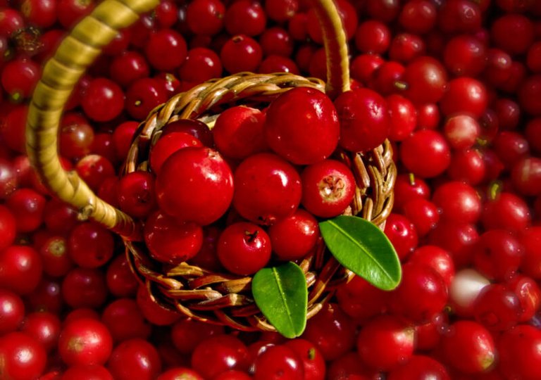 Можно ли, как и сколько хранить бруснику в холодильнике Можно ли, как и сколько хранить бруснику в холодильнике