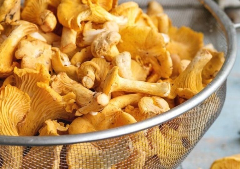 Можно ли, как и сколько хранить лисички в холодильнике? Можно ли, как и сколько хранить лисички в холодильнике?