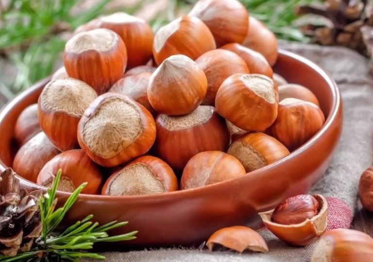 Можно ли, как и сколько хранить фундук в холодильнике? Можно ли, как и сколько хранить фундук в холодильнике?