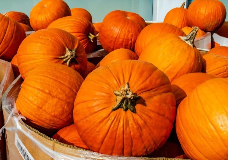Можно ли, как и сколько хранить тыкву в холодильнике Можно ли, как и сколько хранить тыкву в холодильнике